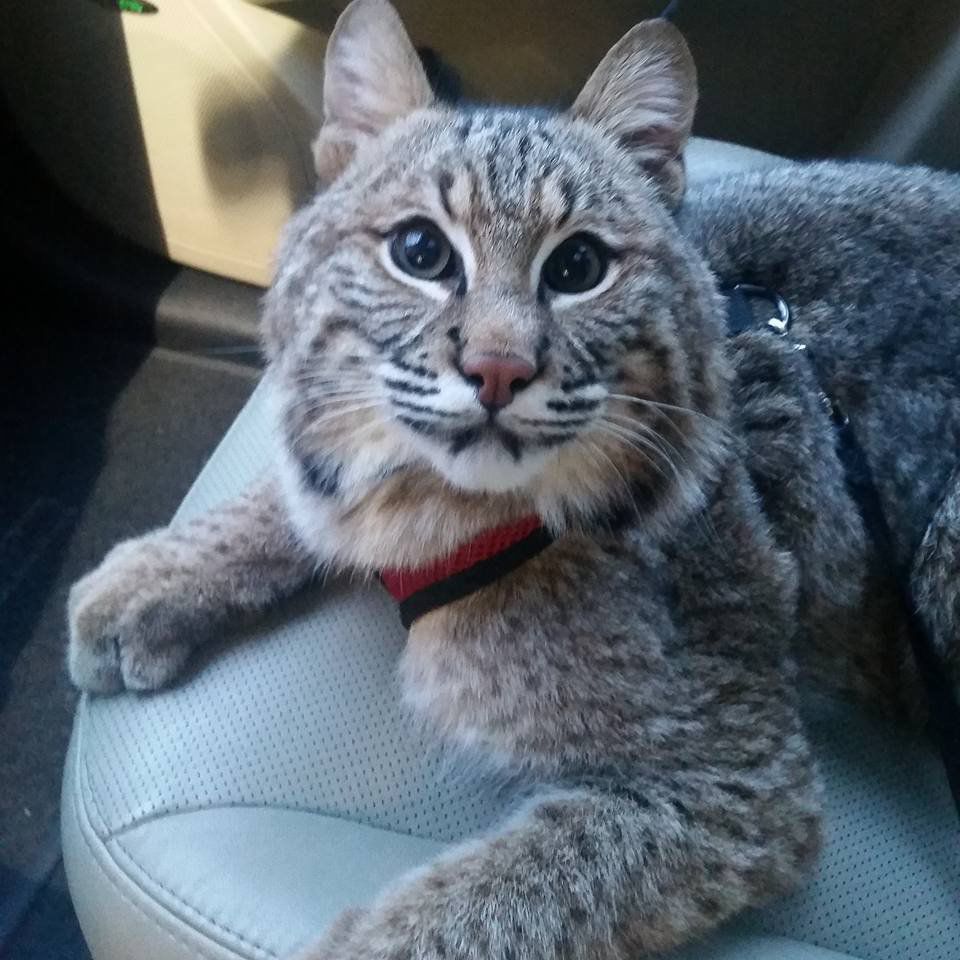 Capone the bobcat